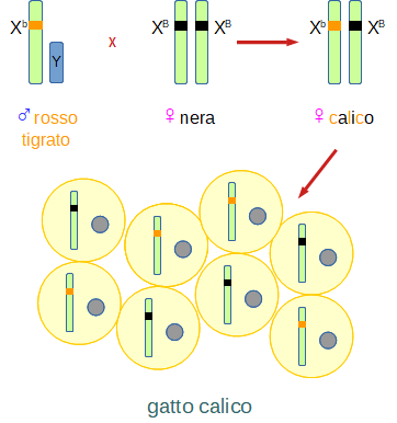 cromosomi nel gatto calico