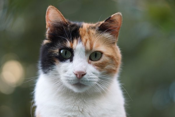 gatto calico