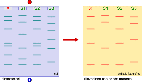 identificazione del colpevole