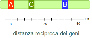 ordine dei geni: A, C, B