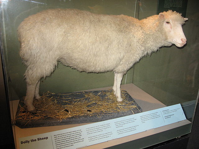 pecora dolly