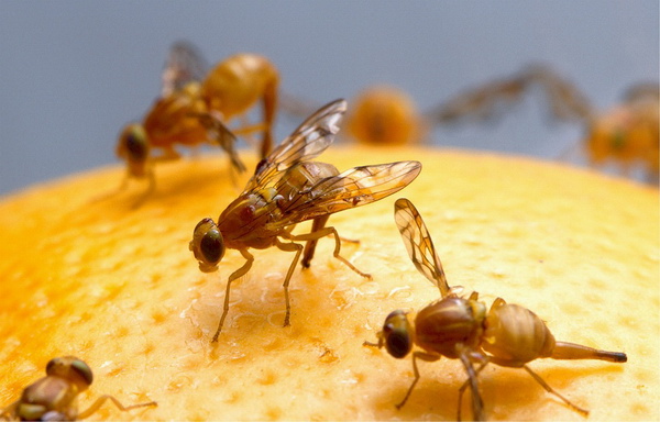 Drosophila melanogaster