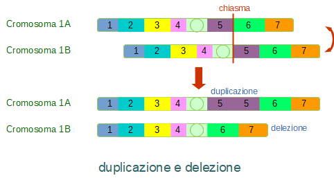 duplicazione