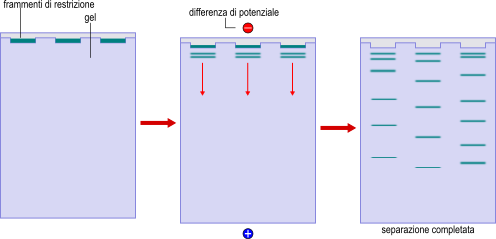 elettroforesi