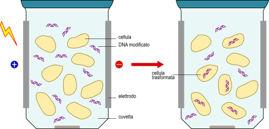 elettroporazione