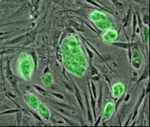 Cellule embrionali di topo