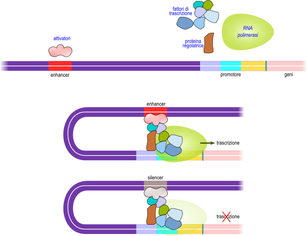 enhancer e silencer