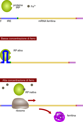 ferritina