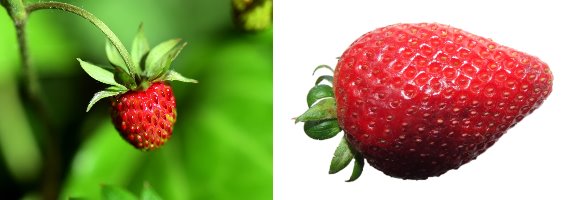 fragole normali e giganti