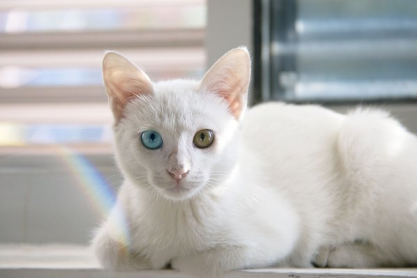 gatto albino