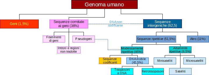 suddivisione del genoma