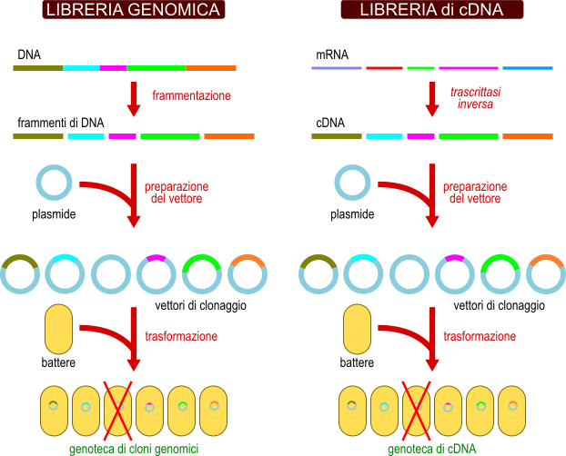 genoteca