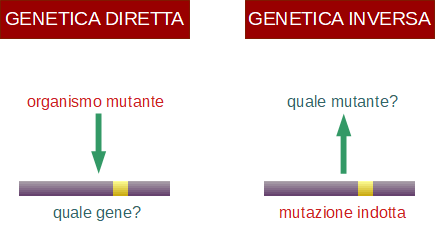 genetica diretta e inversa