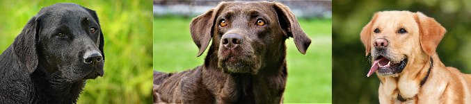 cane labrador