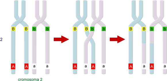 linkage geni distanti