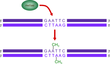 metilazione del DNA