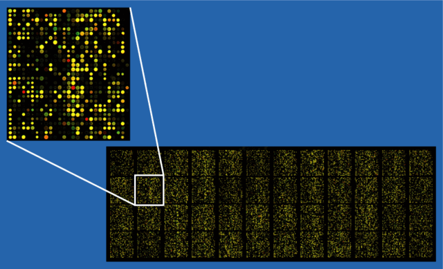 microarray