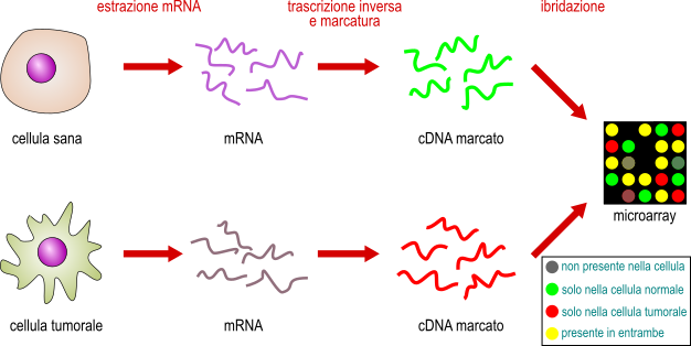 tecnica microarray