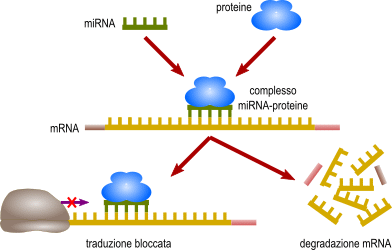 micro rna.gif