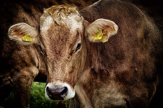 mucca
