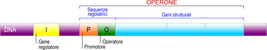 operone