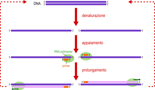 ciclo pcr