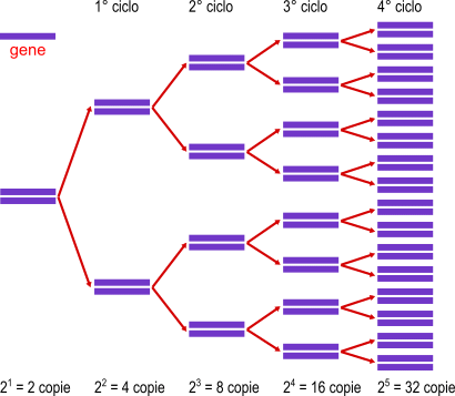 cicli multipli pcr