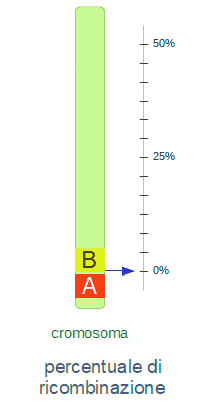 percentuale di ricombinazione