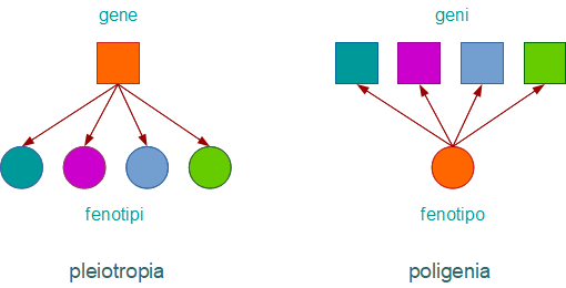 differenza tra pleiotropia e poligenia