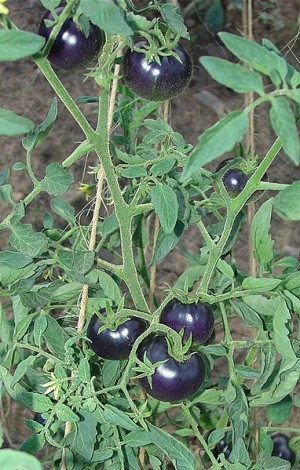 pomodoro blu