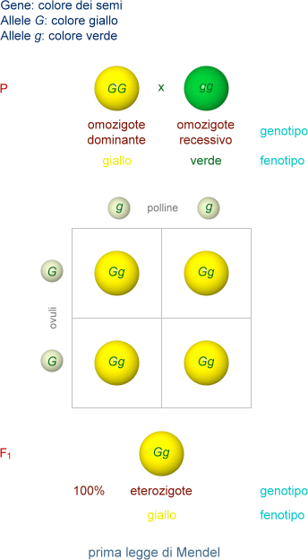 prima legge di Mendel