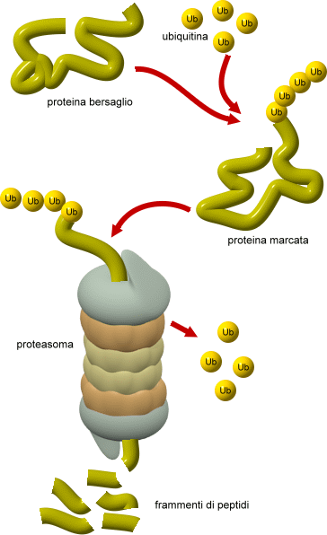 proteasoma