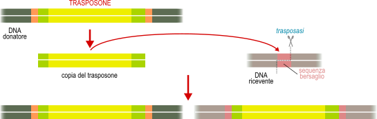 trasposone a DNA replicativo