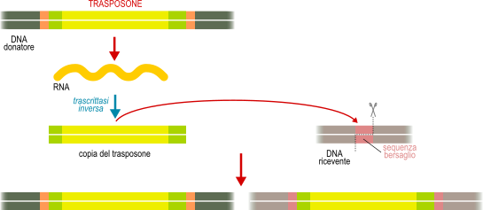 retrotrasposone