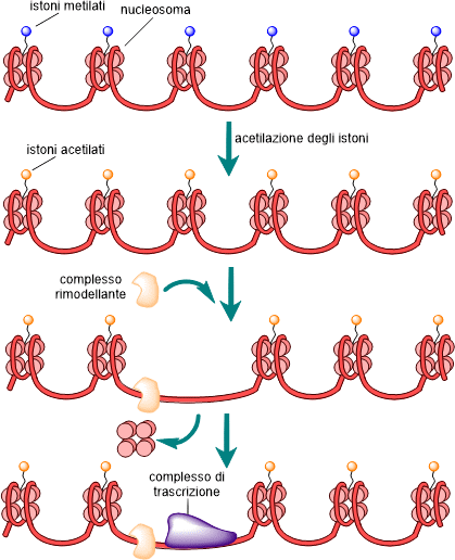 rimodellamento della cromatina