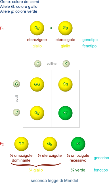 seconda legge di Mendel