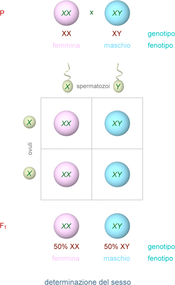 eredità sessuale