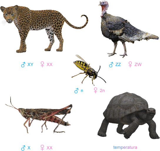 cromosomi sessuali negli animali