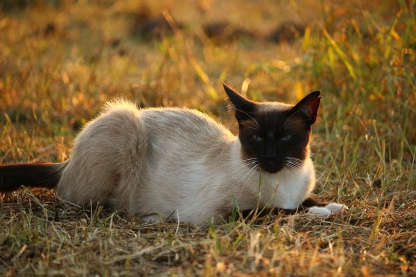 gatto siamese