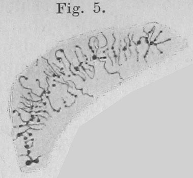 cromosoma a spazzola