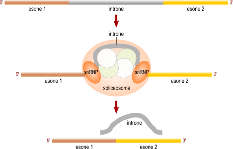 splicing