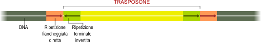 trasposone
