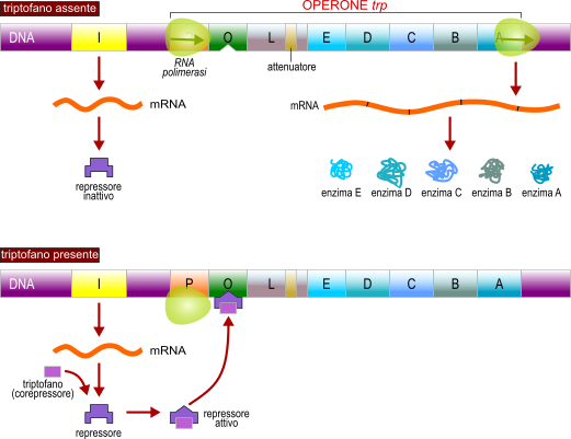 operone trp