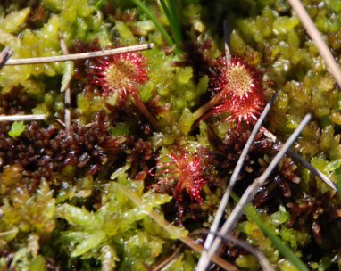 Drosera