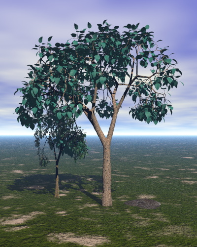 Albero grande fa ombra al piccolo