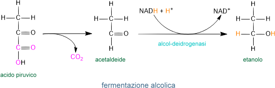 fermentazione alcolica