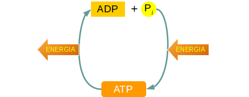 relazione ADP e ATP