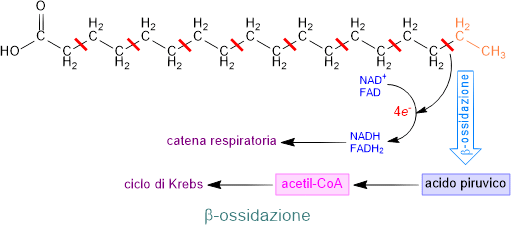 beta-ossidazione