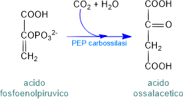 fissazione dell'anidride carbonica nelle piante C4