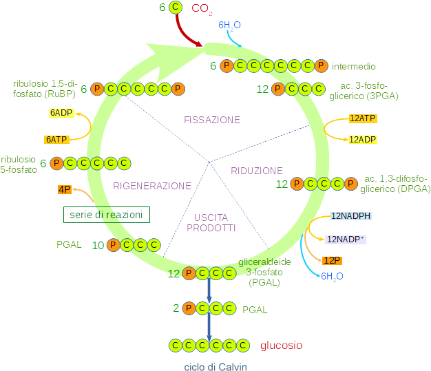 schema del ciclo di Calvin